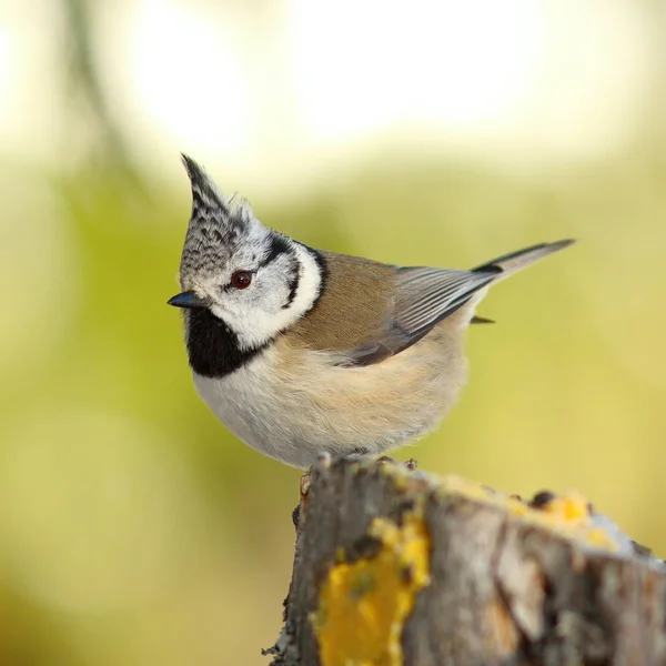 Tetta crestata appollaiata su un ceppo in giardino — Foto Stock