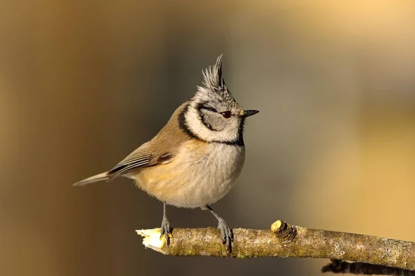 Crested tit in the garden in winter — Stock Photo, Image