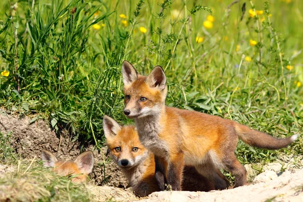 Famiglia di giovani cuccioli di volpe vicino alla tana — Foto Stock