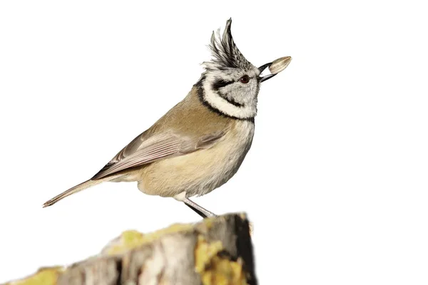 Isolated crested tit eating seed — Stock Photo, Image