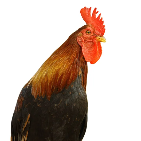 Isolated portrait of colorful rooster — Stock Photo, Image