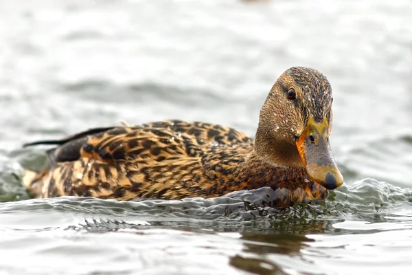 Female mallard duck on water surface in a winter day — Stock Photo, Image
