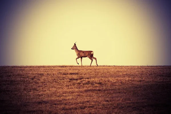 Roebuck ορίζοντα — Φωτογραφία Αρχείου