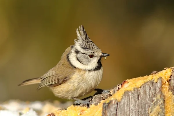 Tiny crested tit at lard feeder — Stock Photo, Image