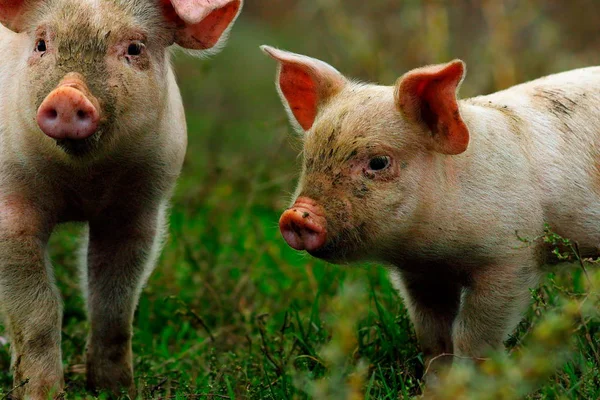 Молодые свиньи на зеленой лужайке рядом с фермой — стоковое фото