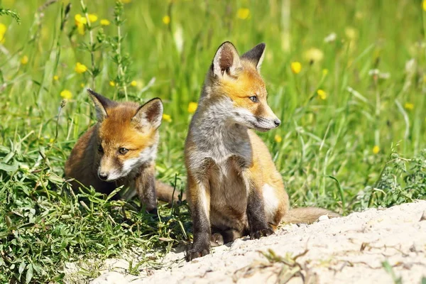 Fox babák közelében a den — Stock Fotó