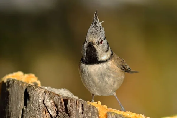 Funny crested tit perched on stump — Stock Photo, Image