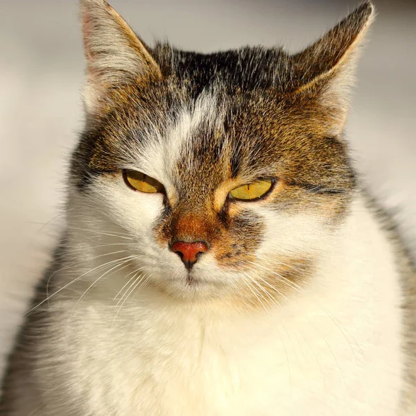Portret uroczego kota domowego — Zdjęcie stockowe