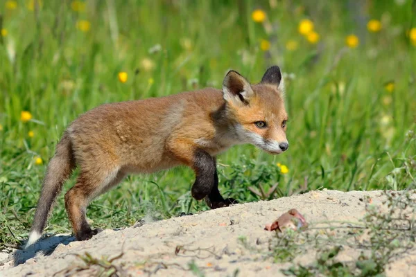 Joven eurasiático rojo zorro —  Fotos de Stock