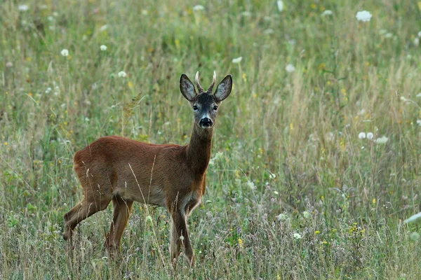 Roebuck joven en el prado — Foto de Stock