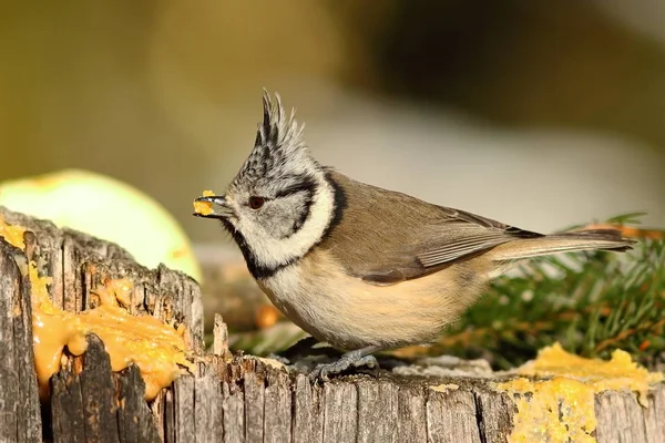 Avrupa Tepeli baştankara yakın çekim — Stok fotoğraf