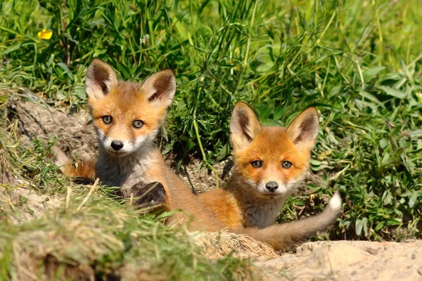 Roztomilý red fox sourozenci u vchodu doupěte — Stock fotografie