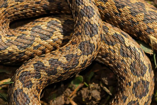 Pola dari skala ular berbisa padang rumput — Stok Foto