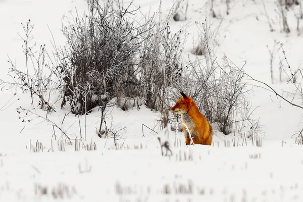 雪の上の赤狐 — ストック写真