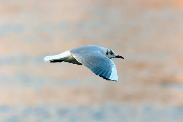 Gaviota negra en vuelo sobre el agua — Foto de Stock