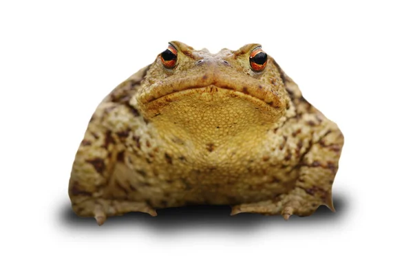 Sapo bufo sobre branco — Fotografia de Stock