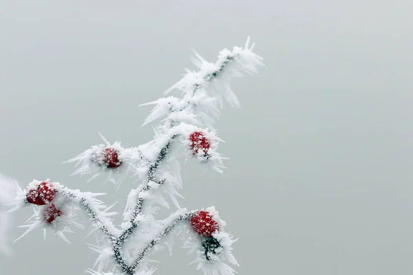 Closeup of rime on dog rose — Stock Photo, Image