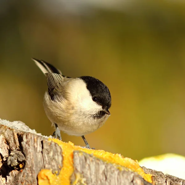 Coal tit coming to feed on lard — Stock Photo, Image