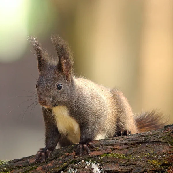 Niedliches wildes rotes Eichhörnchen — Stockfoto