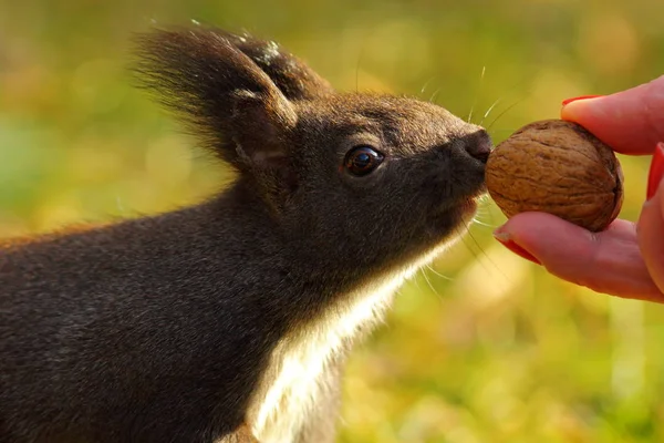 Cute wild squirrel picking nut — Stock Photo, Image