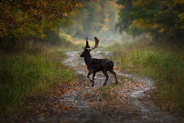 숲도로에 경작 사슴 벅 — 스톡 사진
