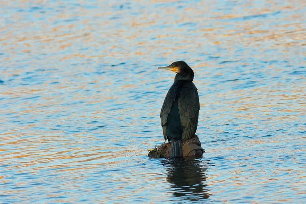 Grande corvo-marinho no meio do rio — Fotografia de Stock