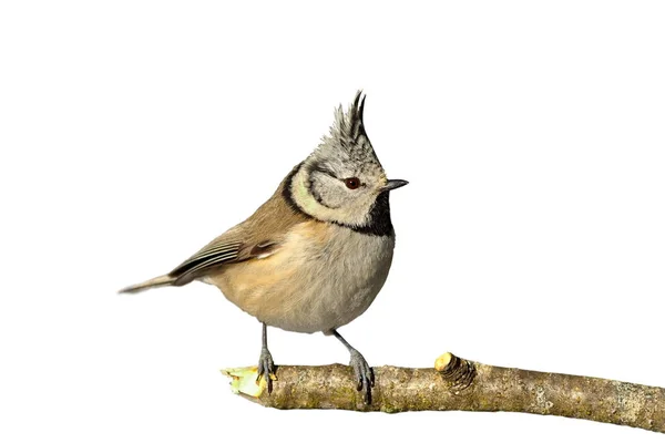 Isolated crested tit on twig — Stock Photo, Image