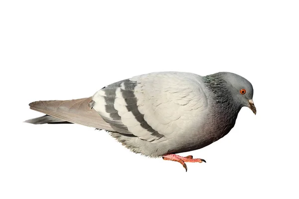 Isolated feral pigeon — Stock Photo, Image