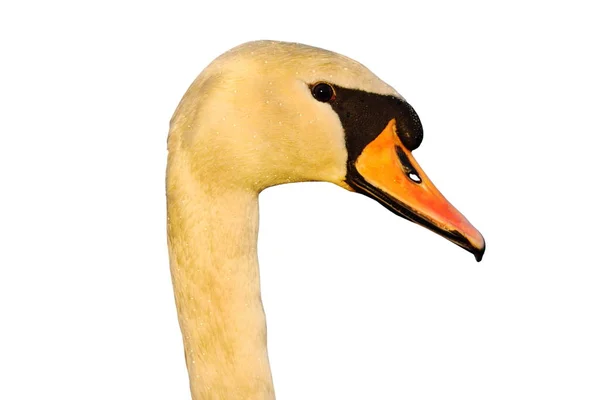 Isolated portrait of mute swan — Stock Photo, Image