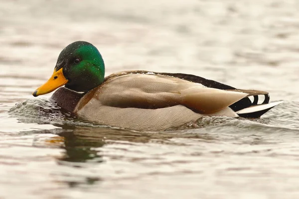 Pato mallard macho flutuando na superfície da água — Fotografia de Stock