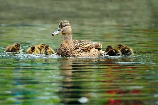Família Mallard Duck — Fotografia de Stock