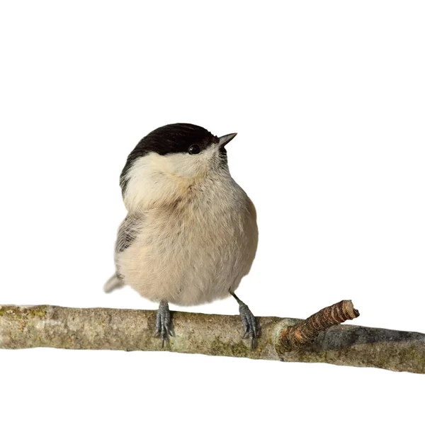 Perched coal tit isolated on white — Stock Photo, Image