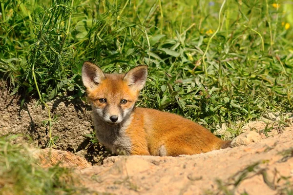 Pequeno filhote de raposa na frente do covil — Fotografia de Stock
