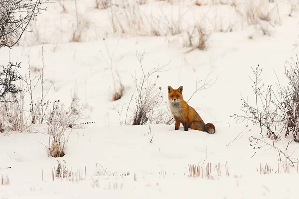 Renard roux sauvage européen dans la neige — Photo