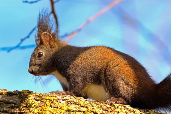 Selvaggio europeo rosso scoiattolo su l'albero — Foto Stock