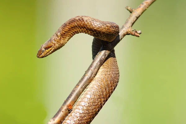Smooth snake after hibernation Royalty Free Stock Photos