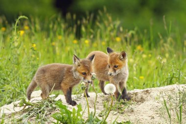 Red fox kardeşler