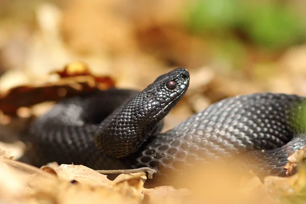 Hermosa negro europeo vejiga — Foto de Stock