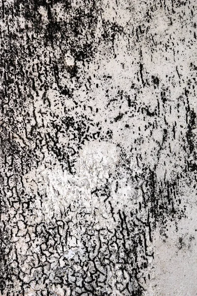 Chetomium pleśni na białej ścianie — Zdjęcie stockowe