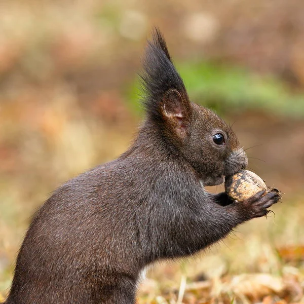 ナットを食べる野生の赤リスのクローズ アップ — ストック写真