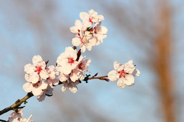 Colorful flowers of japanese cherry tree — Stock Photo, Image