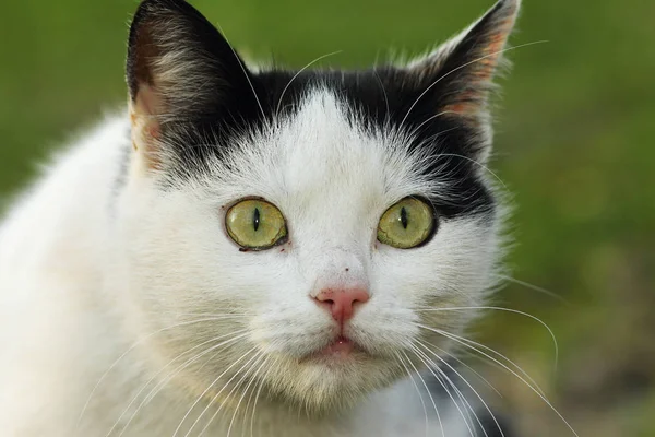 Bonito gato doméstico curioso — Fotografia de Stock