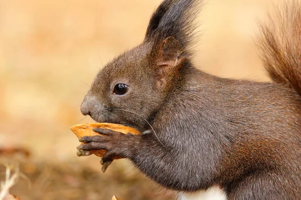 Schattige kleine eekhoorn eten moer — Stockfoto