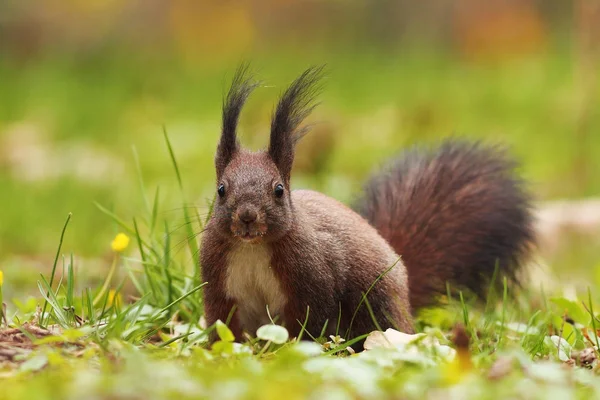 Schattig eekhoorn in het park — Stockfoto