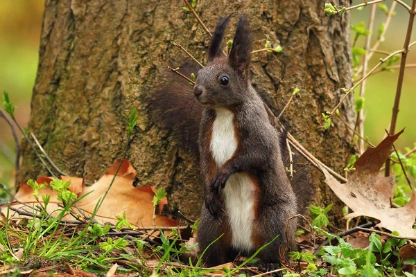 Parktaki şirin sincap. — Stok fotoğraf