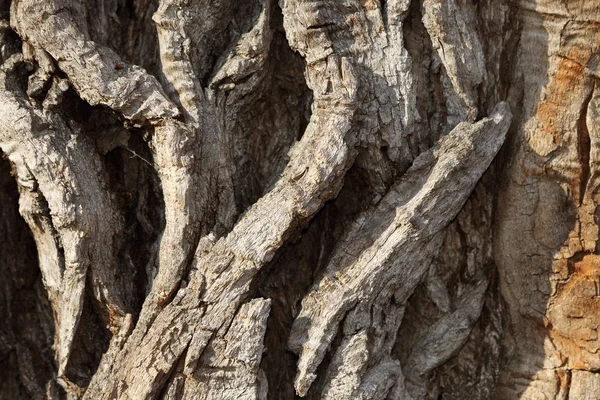 很老的杨树树皮的细节 — 图库照片