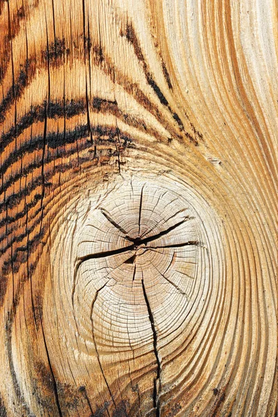 Detail of spruce wood texture — Stock Photo, Image