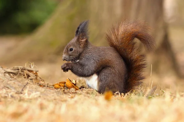 Europese rode eekhoorn eten walnoot — Stockfoto