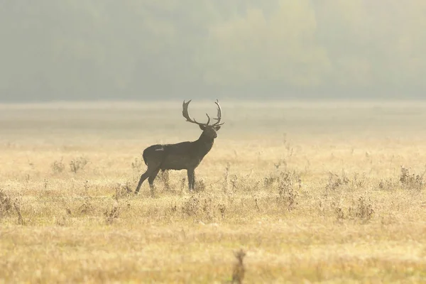 Fallow deer buck walking on lawn in the morning — Stock Photo, Image