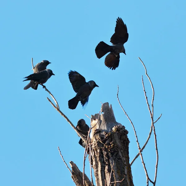 Flock of western jackdaws — Stock Photo, Image